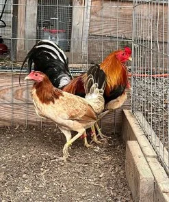 Golden Monkey Sweater